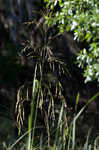 Giant cutgrass